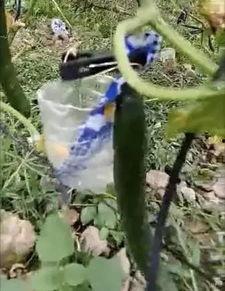 潍坊吃瓜网红事件视频