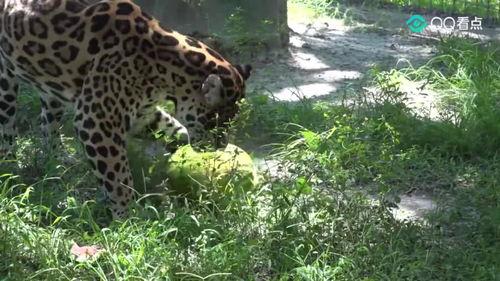 大猫吃瓜爆料,揭秘娱乐圈幕后真相